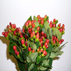 pinky flair hypericum berries